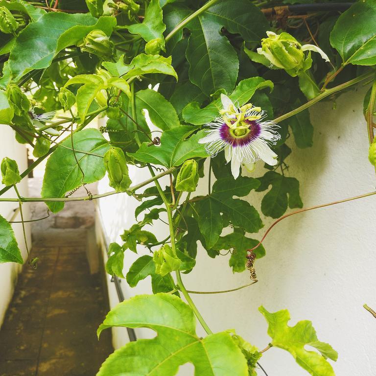 Jungle Guest House Galle Exterior foto